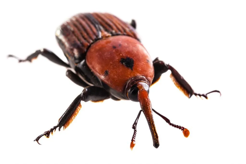 إبادة السوس